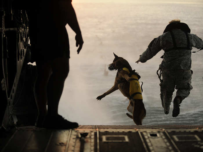 Due to the extreme nature of Navy SEAL deployments, all dogs are familiarized with riding in, and jumping out of, aircraft.