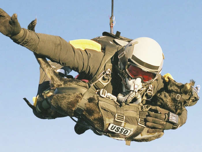 Special harnesses allow canine units to parachute into deployment zones while strapped to their handler.