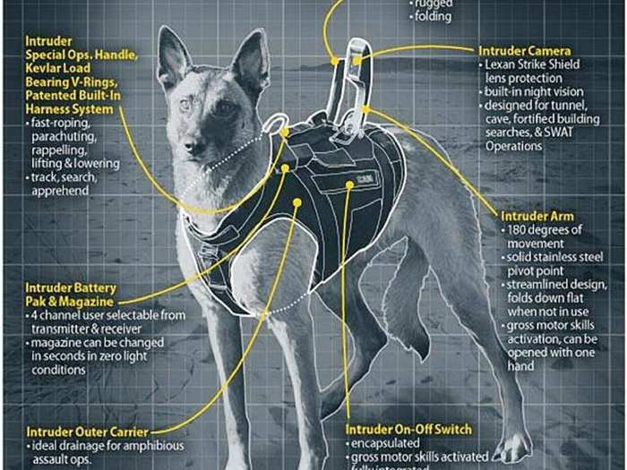 The harness has been specially designed by the company K9 Storm, Inc. Aside from allowing parachuting, the harness provides Kevlar body armor for the dog, along with a host of other benefits.