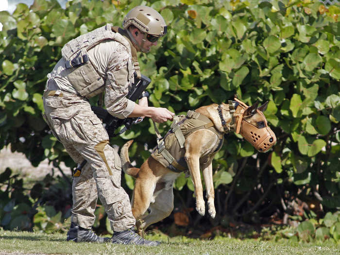 In between deployments, dogs and their teams continue to train so that they may be ready for action at a moments notice.