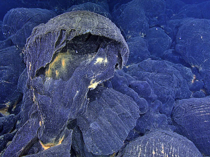 The 2015 eruption blanketed the seafloor in lava more than 400 feet thick! Here, you can see a large extrusion of lava, which appears bluish in artificial light. Sunlight can