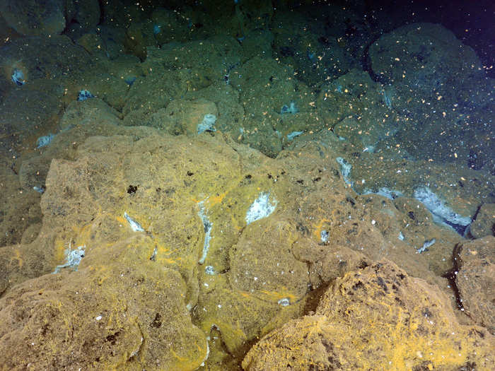 The volcanic seafloor is also home to diverse communities of organisms, such as these bacteria, which had formed a "mat" over the new lava flow just three months after the 2015 eruption.