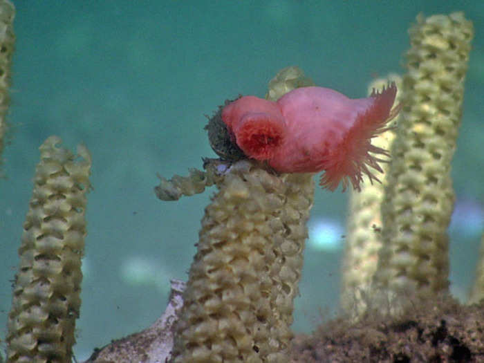 Cracks and vents in the seafloor provide a rich source of energy and nutrients for creatures like this pink sea anemone, which has made its home on a snail