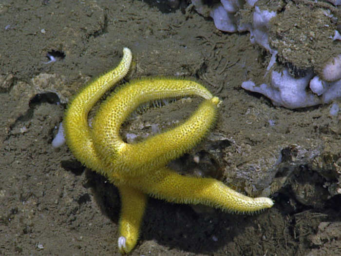 ...or this beautiful starfish, which is clinging to some rocks about 3,000 feet below the ocean