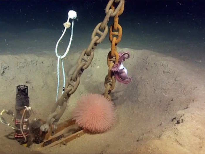 Meanwhile, this octopus and sea anemone have found a very nice home near the anchor point for another ocean sensor. Who knows what strange things we