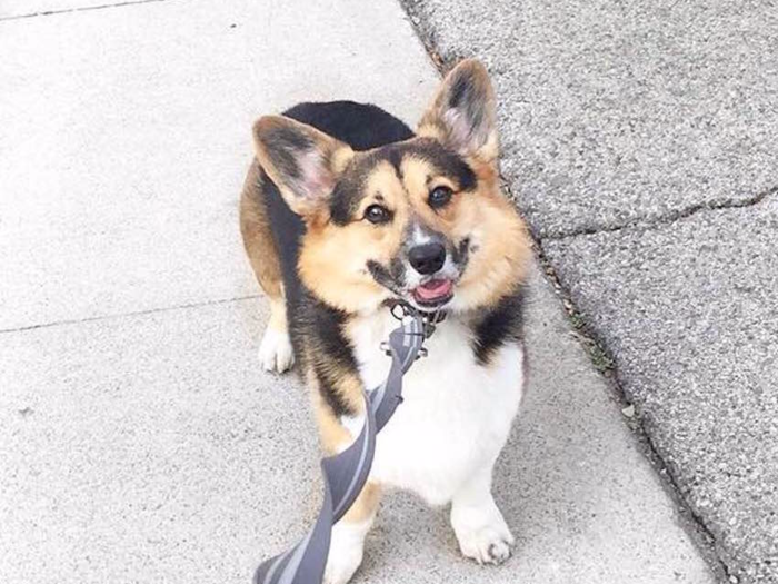 After exchanging a set of messages and emails with his owner, I met up with Charles in a park near my apartment. I was a little nervous — I wasn