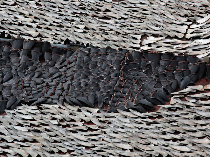 Shark fin is a gourmet meal in China. Here, more than 10,000 fins lay out to dry on the rooftop of a factory building in Hong Kong.