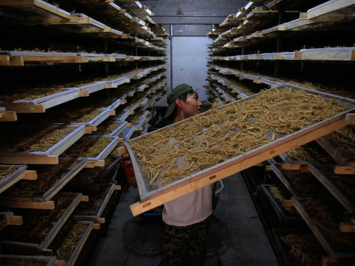 Here, ginseng is being dried — just one of the many steps of processing it must go through.