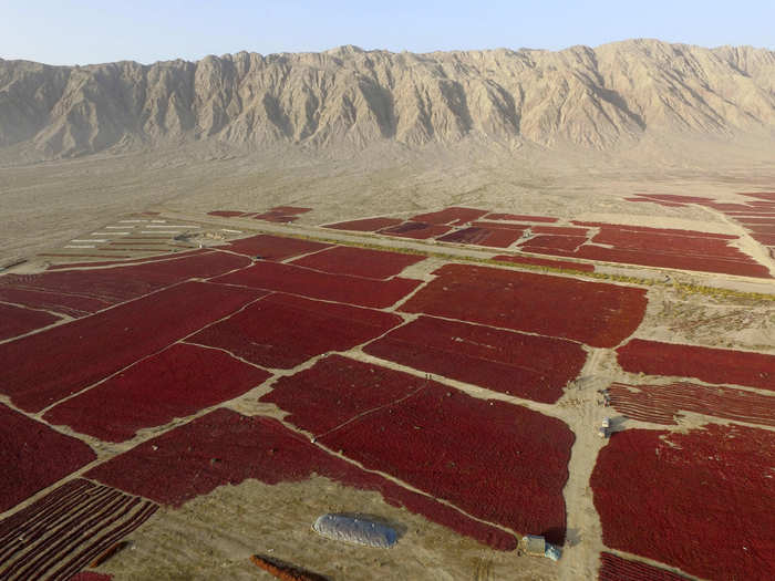 Chili oil is commonly found in many different Chinese cuisines. Here, newly harvested red chili is spread out to dry in the sun.