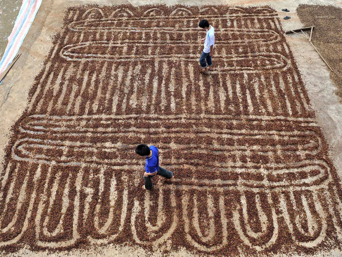 These workers are using their feet to spread coffee beans out to dry in a plantation in Chengmai county.