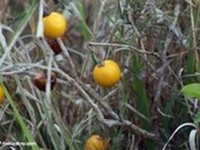 Wild eggplant