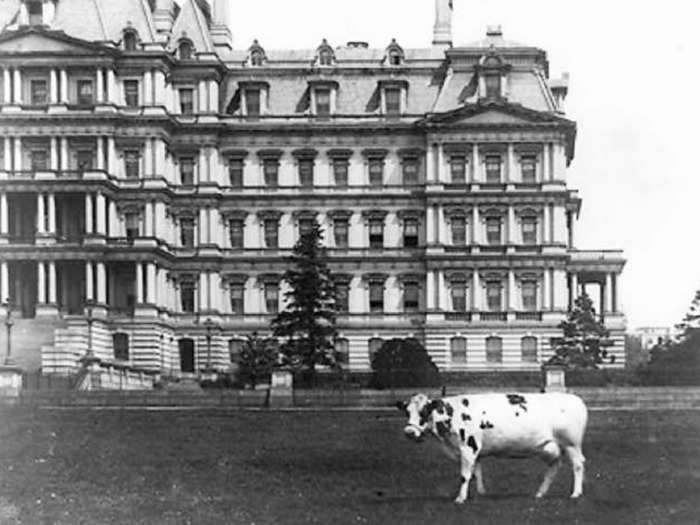 William Howard Taft: Cows named "Pauline Wayne" and "Mooly Wooly"