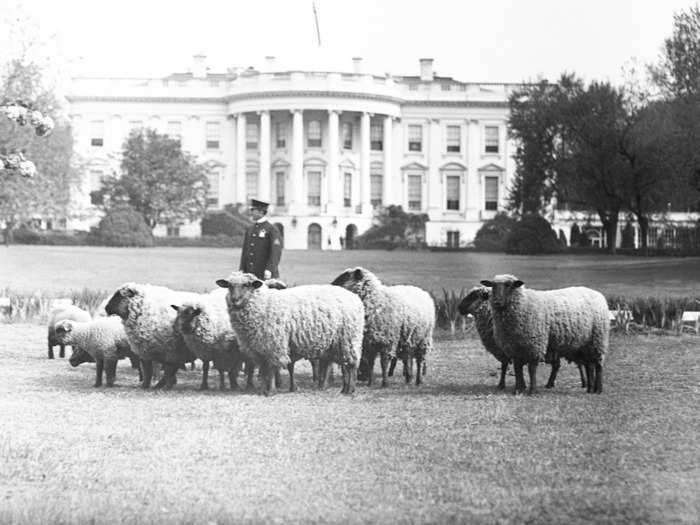 Woodrow Wilson: sheep used to graze on the White House lawn. Wilson also had a tobacco-chewing ram named "Old Ike," an Airedale named "Davie," a greyhound named "Mountain Boy," bull terrier named "Bruce," songbirds, and a cat named "Puffins."