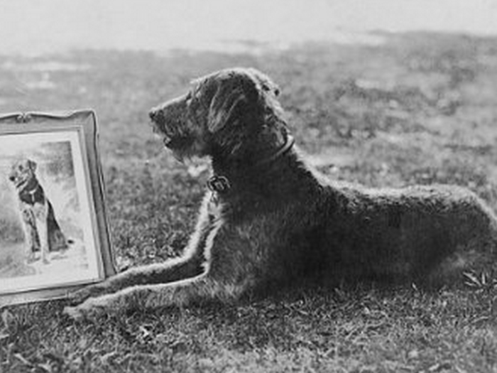 Warren G. Harding: Airedale terrier named "Laddie Boy," English bulldog named, "Old Boy" and a squirrel named "Pete"