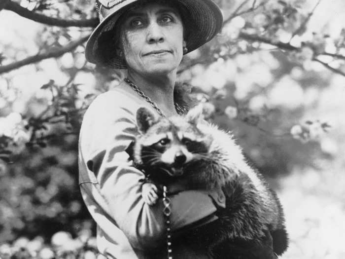 Calvin Coolidge: Raccoon named "Rebecca." He also had another raccoon, 10 dogs, three canaries, mockingbird, goose, two cats, donkey, bobcat, two lion cubs, a wallaby, a pygmy hippo, and a black bear.