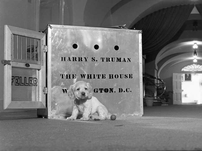 Harry Truman: Cocker spaniel named "Feller"