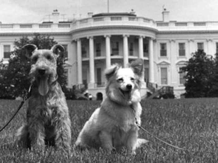 John F. Kennedy: Welsh terrier named "Charlie" (his favorite) and a mixed-breed named "Pushinka"