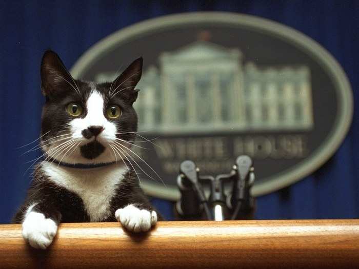 Bill Clinton: American short-hair cat named "Socks"