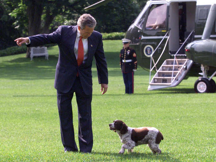 George W. Bush: Springer spaniel named "Spot"