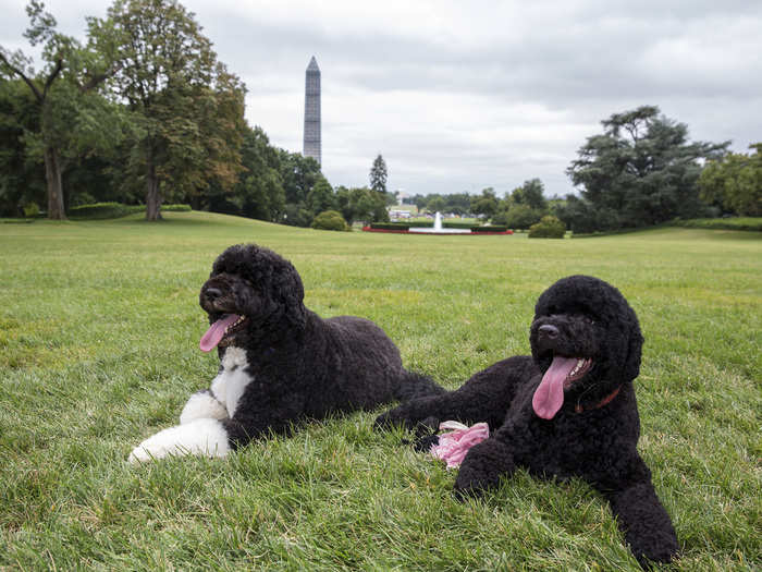 Barack Obama: Portuguese water dogs named "Bo" and "Sunny"