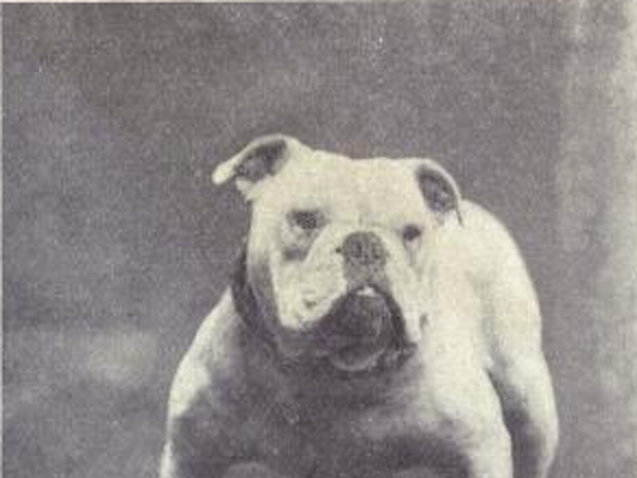 English bulldog then