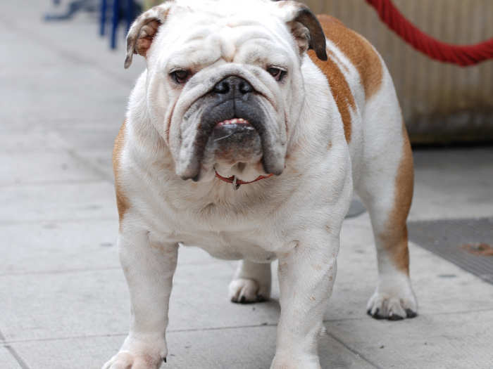 English bulldog now