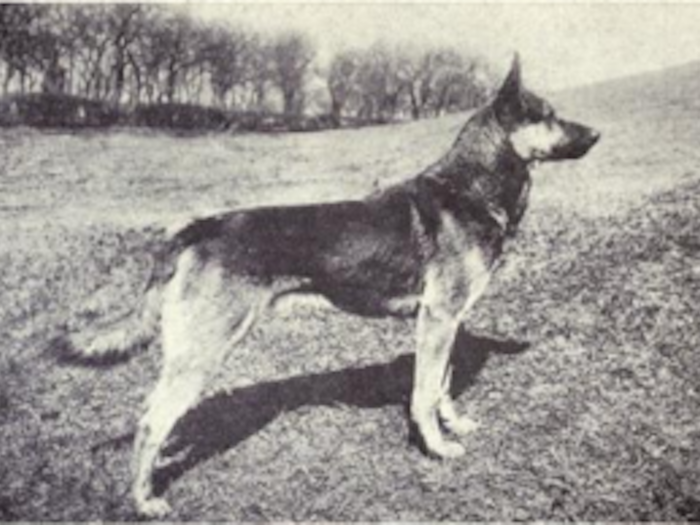 German shepherd then