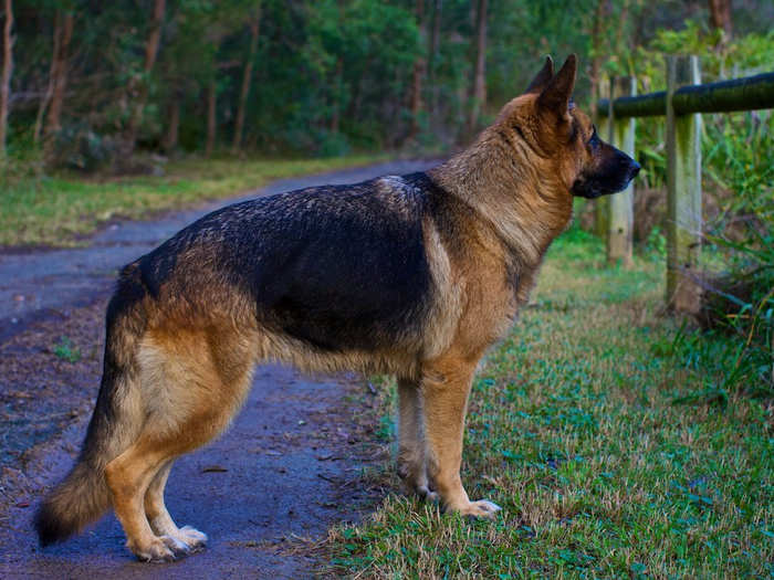 German shepherd now