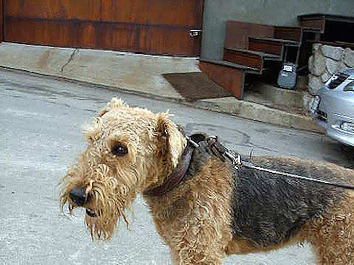 Airedale terrier now