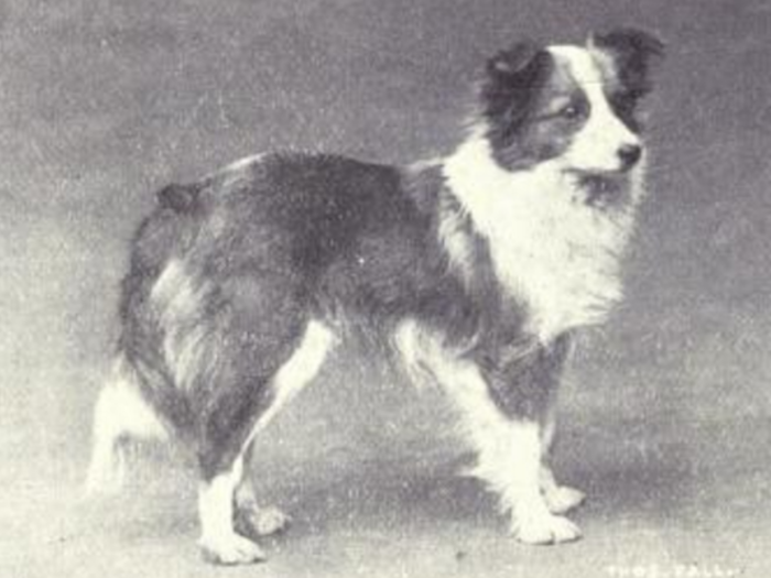 Shetland sheepdog then