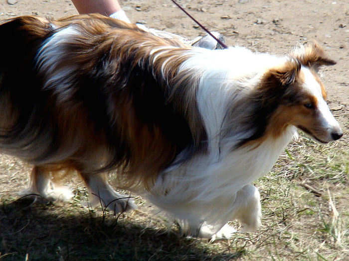 Shetland sheepdog now