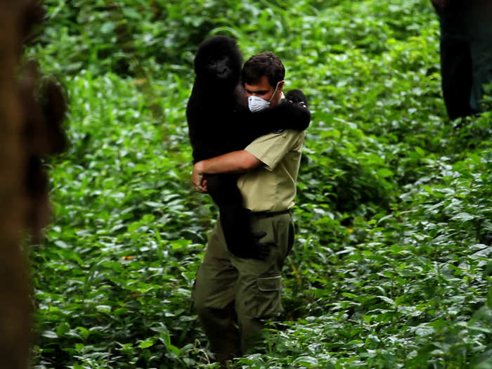 During this acting break, he helped produce "Virunga," a Netflix documentary about the Virunga National Park rangers who risk their lives to protect the world