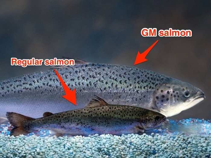 Salmon