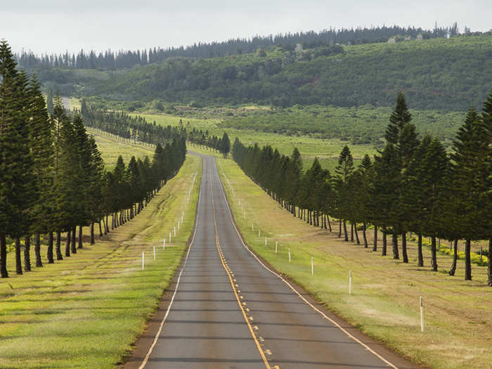 The island is a lush paradise, with some manicured sections, like this pristine tree-lined drive.