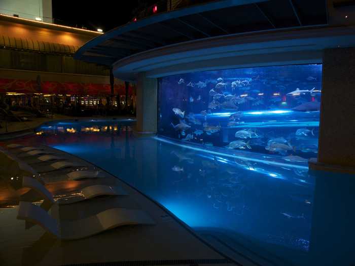 Swim with sharks and dozens of different types of fish in The Tank, an aquarium pool at the Golden Nugget hotel in Las Vegas.