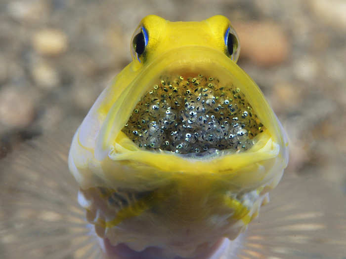 A yellow-headed male jawfish holds his babies in his mouth. The yellow-headed males, rather than the females, are responsible for carrying the babies.