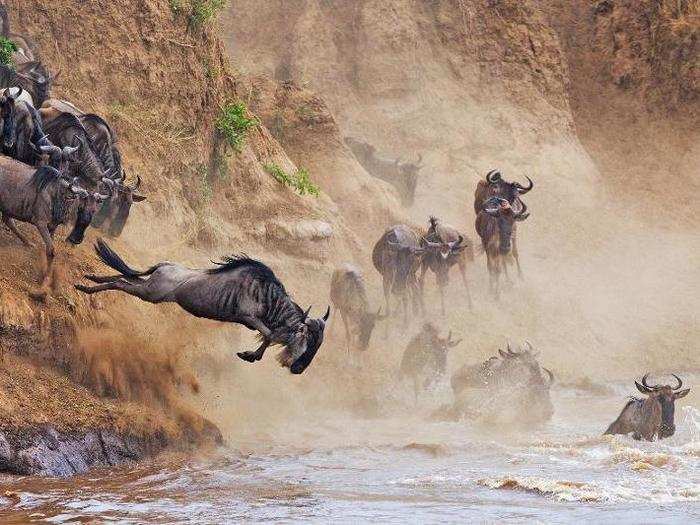 Wildebeest jump into a river in Kenya.