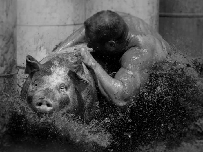 A man wrestles a hog in Wisconsin.