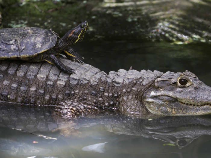 A congregation of alligators