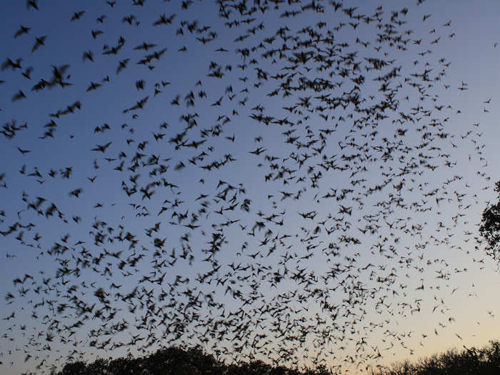 A cauldron of bats