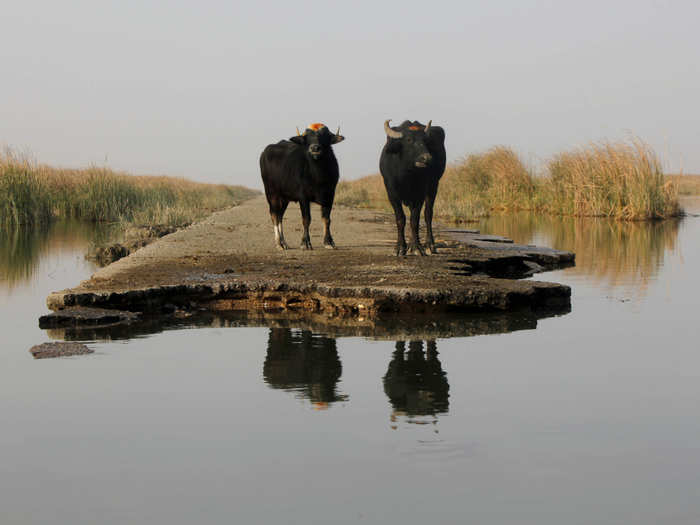 A gang or an obstinacy of buffalo