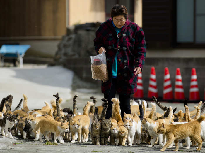 A clowder, clutter, pounce, dout, nuisance, glorying, or a glare of cats