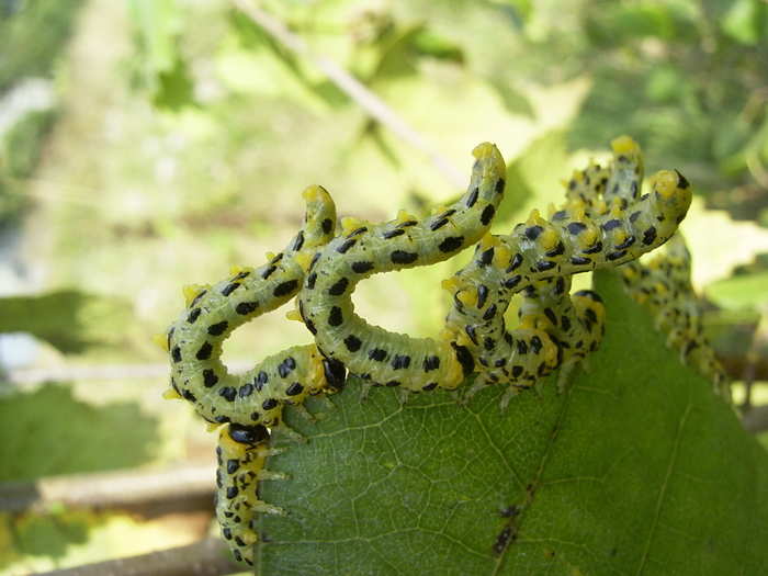 An army of caterpillars