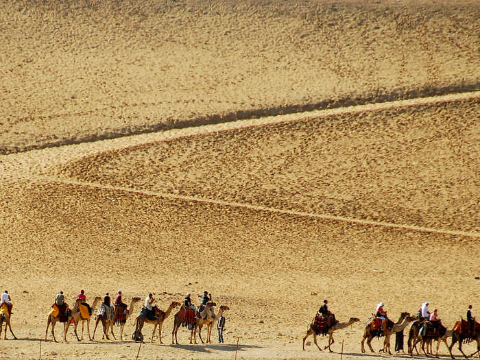 A caravan of camels