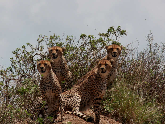 A coalition of cheetahs