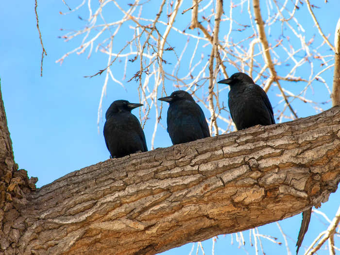 A murder of crows