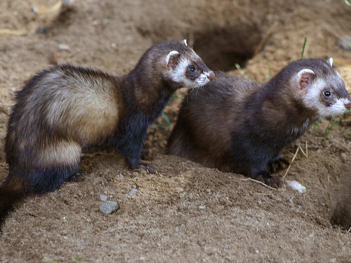 A business of ferrets