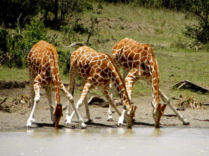 A tower of giraffes