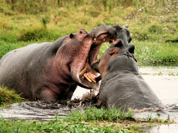 A bloat, or a thunder of hippopotamuses