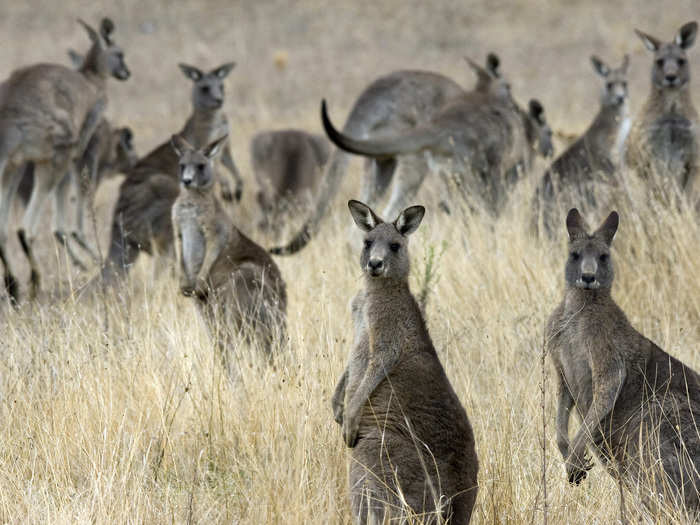 A troop or mob of kangaroos